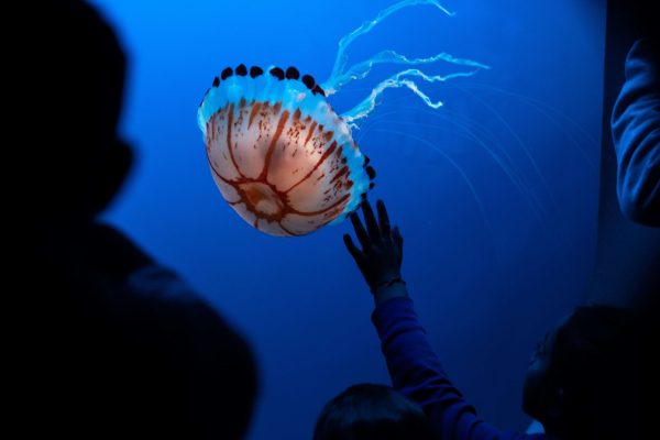 jellyfish, aquarium