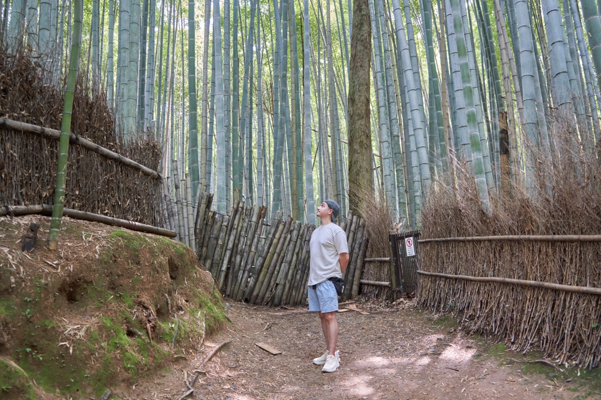 arashiyama with a man looking at the bamboo forest